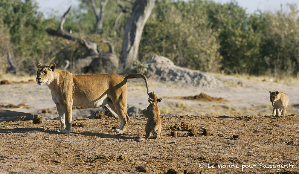 AFRIQUEAUSTRALE-MELLET010