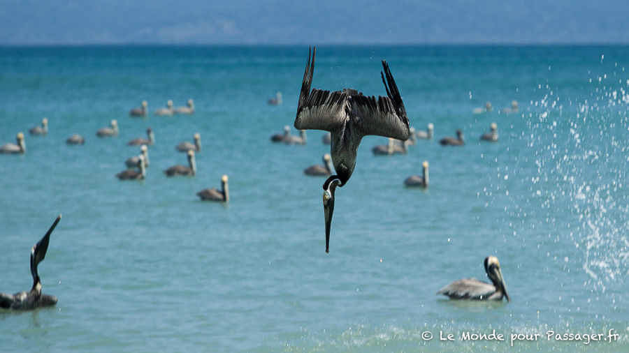 COSTARICA-MELLET062-2