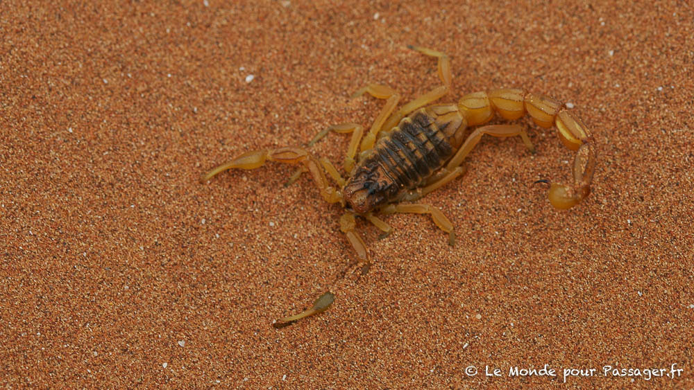 MAROC-MELLET015