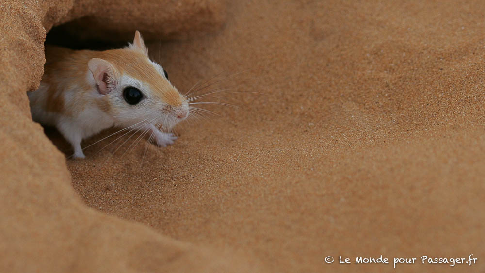 MAURITANIE-MELLET003